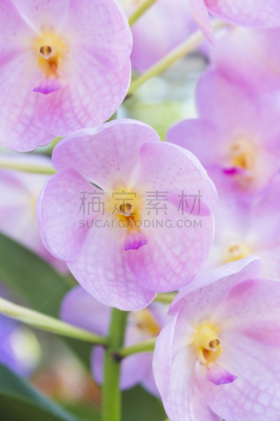 万代兰属,单子叶植物,树兰亚科,天门冬目,垂直画幅,兰花,芳香的,spa美容,完美,明亮