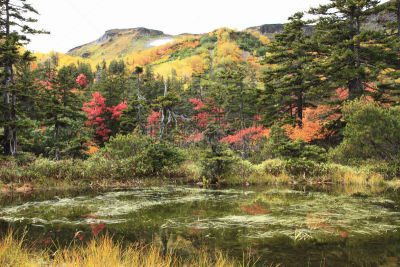 沼泽,叶子,层云峡,大雪山国家公园,上川,水,国家公园,水平画幅,地形,秋天