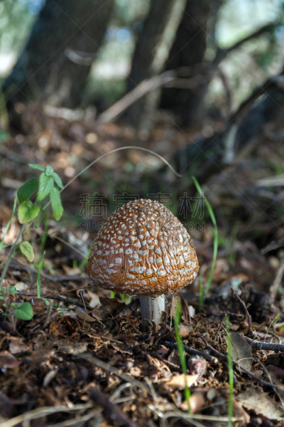 瓢蕈,蘑菇,濑田河,垂直画幅,褐色,户外,草,特写,橡树林地,白色
