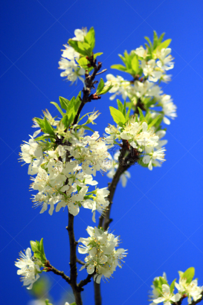天空,蓝色,花朵,李子,春天,自然,垂直画幅,芳香的,五月,五月花号船