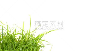 草,角落,绿色,分离着色,贺卡,留白,复活节,水平画幅,无人,在边上