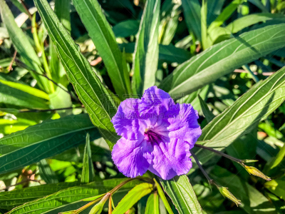矮牵牛花,叶子,野生植物,紫色,绿色,美,水平画幅,枝繁叶茂,无人,夏天