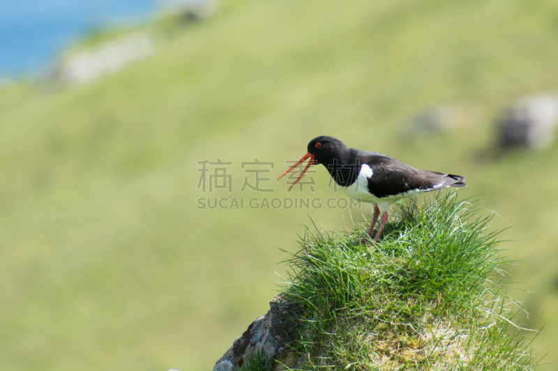 蛎鹬,蛎鶜,天空,水平画幅,银色,鸟类,努力,动物身体部位,户外,戏剧性的天空