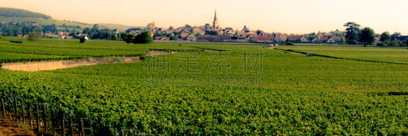 葡萄园,勃艮第,葡萄酒,天空,水平画幅,无人,古老的,夏天,户外,植物