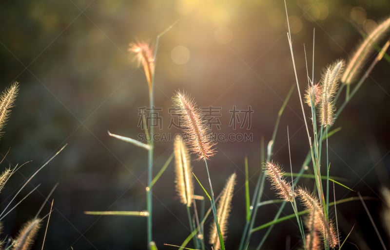 草,自然美,鸡尾酒,密德湖,潘帕斯大草原,天鹅绒,车道,石南花,颁奖典礼,狂怒的