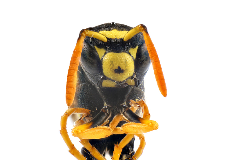 黄蜂昆虫 黄蜂昆虫图片 黄蜂昆虫素材下载 稿定素材