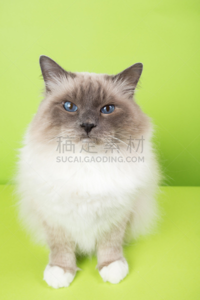 猫,分离着色,绿色背景,灵性,垂直画幅,正面视角,美,褐色,缅甸,俄罗斯人