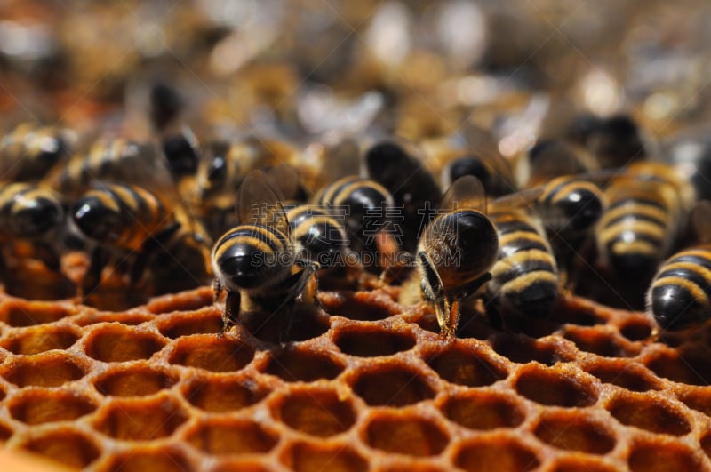 蜂箱,蜜蜂,六边形,特写,蜂王,蜂蜡,beekeeper,养蜂,蜡,路人