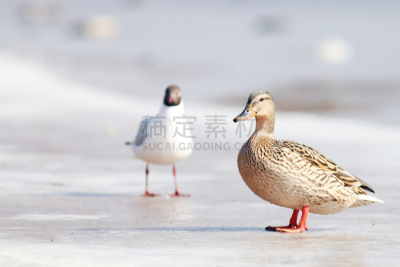 鸟类,春天,鸭子,冷,美,水平画幅,雪,动物身体部位,户外,生物学