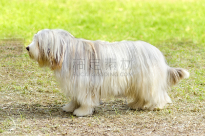 有须柯利牧羊犬,briard,奶油色,毛茸茸的毛皮,络腮胡子,公园,水平画幅,草坪,户外,柯利牧羊犬