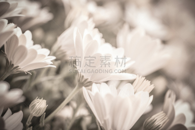 背景,深情的,选择对焦,艺术,水平画幅,无人,古老的,古典式,甘菊花,夏天