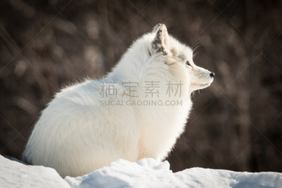 雪,狐狸,白塞树,北极狐,美,外套,水平画幅,无人,动物学,哺乳纲