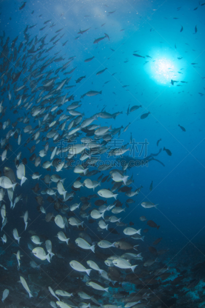 群,库莫度,indopacific ocean,鱼群,深的,海洋生命,热带气候,野生动物,水上运动,动物习性