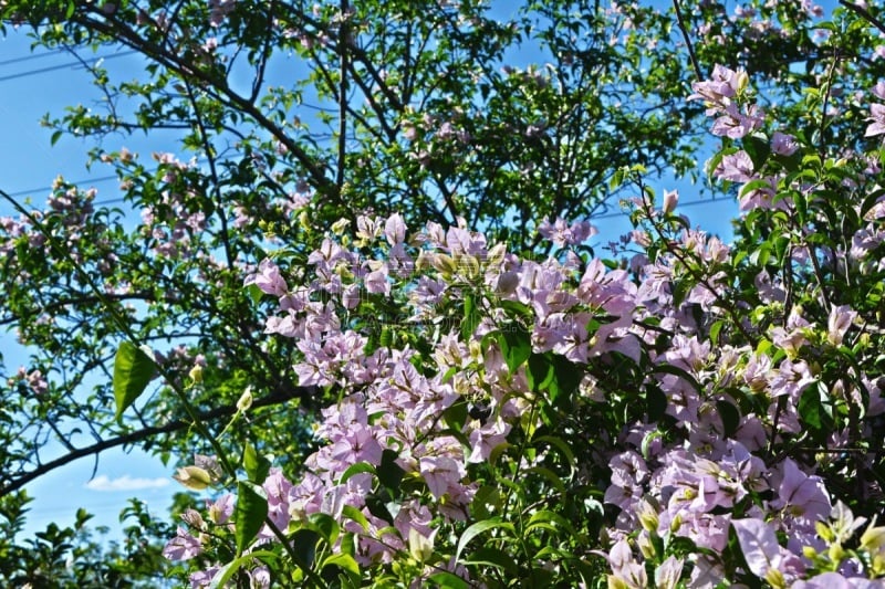 三角梅,自然美,天空,美,休闲活动,水平画幅,无人,木兰纲,特写,植物