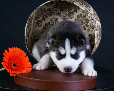 惊奇,爱斯基摩犬,阿拉斯加雪橇犬,西伯利亚哈士奇犬,美,水平画幅,草帽,篮子,仅一朵花,黑色背景