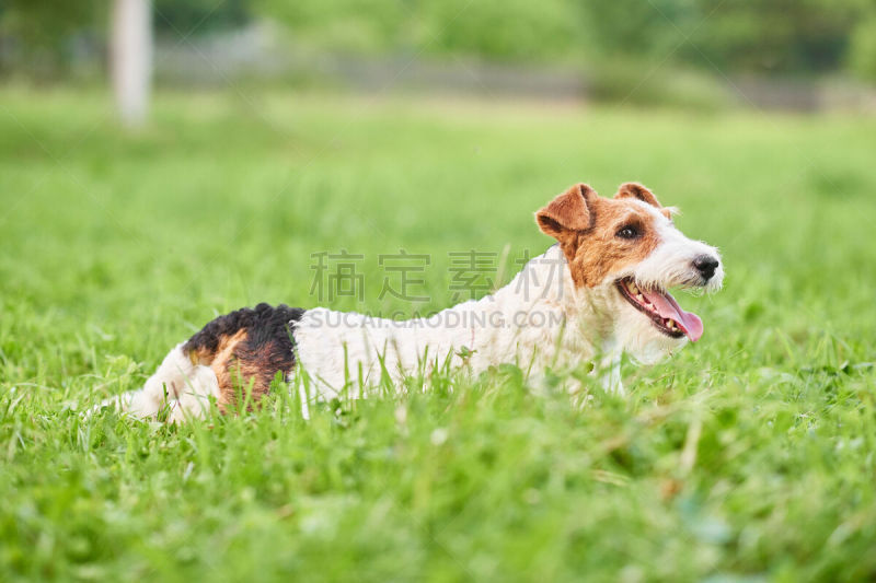 福克斯猎狐犬,狗,可爱的,派克大街,幸福,公园,水平画幅,梗犬,草坪,户外