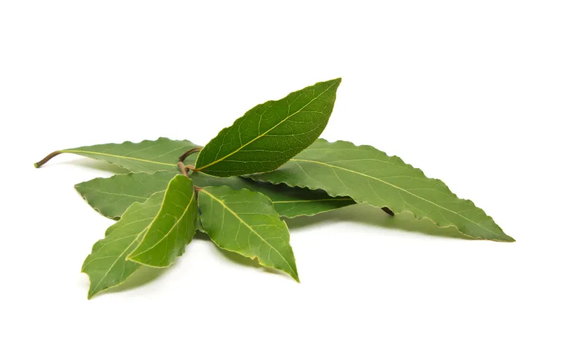 月桂树叶 清新 阴影 分离着色 月桂树 红棕色马 草药 草本 芳香的 水平画幅图片素材下载 稿定素材