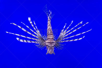 蓑鲉,水下,indian lionfish,水肺潜水,水,动物身体部位,尖利,潜水,明亮,人的眼睛