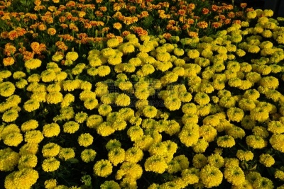 万寿菊,仅一朵花,自然美,菜园,非洲万寿菊,荧光灯,水平画幅,无人,夏天,户外