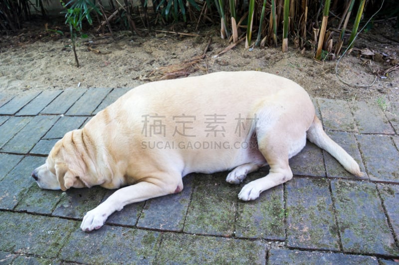 拉布拉多犬,脂(肪)细胞,室内地面,正面视角,机敏,留白,寻回犬,水平画幅,无人,巨大的