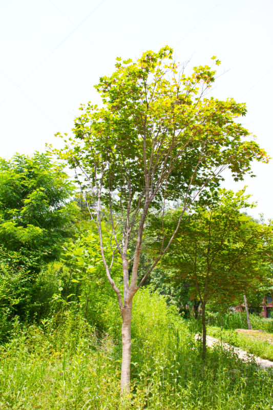 枫树,垂直画幅,度假胜地,旅行者,户外,草,植物,春川,首尔,朝鲜半岛