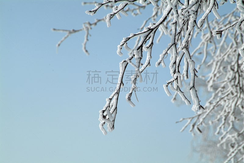 寒冷,水平画幅,冬天,林区,雪,无人,库克斯港,2015年,户外,摄影