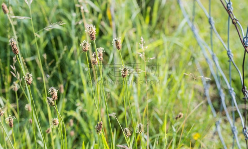 芭蕉,英格兰,自然,草地,野生动物,水平画幅,无人,花序,夏天,户外