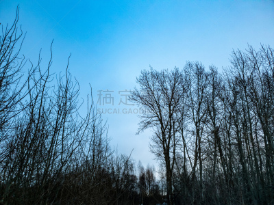 黄昏,冬天,森林,嫩枝,特写,气候,湿,寒冷,风,灰色
