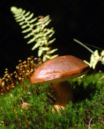 瓷样伞菇,橙色伞菌,植物叶柄,porcini mushroom,垂直画幅,选择对焦,公园,褐色,素食,无人