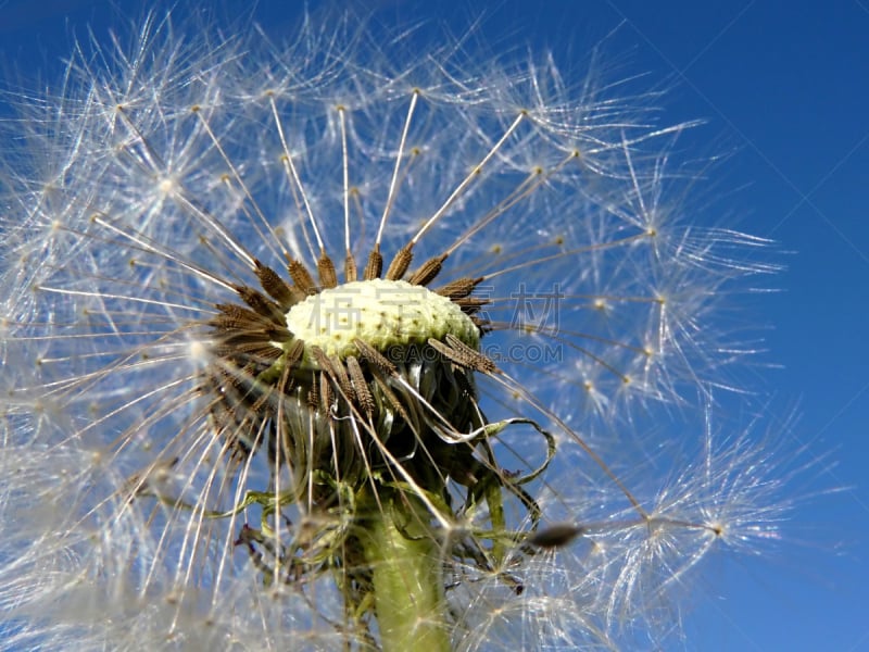 天空,蒲公英,背景,奥希阿娜,风,水平画幅,蒲公英种子,无人,生物学,湖