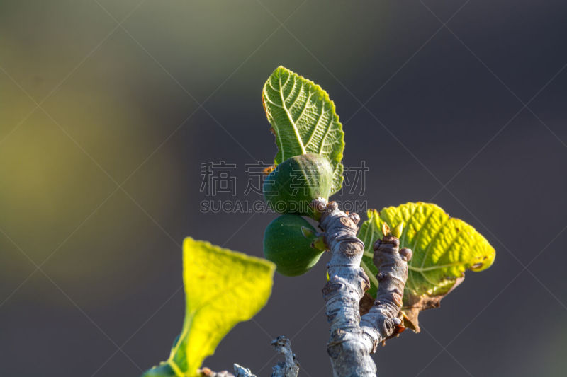 timanfaya national park,火山岩,无花果,兰萨罗特岛,加那利群岛,水果,西班牙,植物群,无花果树,树篱