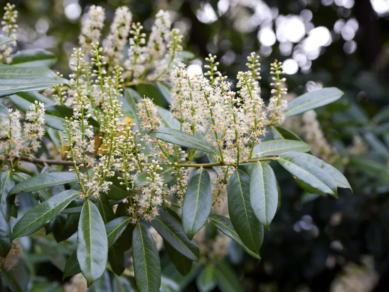 英国 春天 月桂花冠 英格兰 枝繁叶茂 月桂树叶 3到4个月 充满的 白色 黄色图片素材下载 稿定素材 英国 春天 月桂花冠 英格兰 枝繁叶茂 月桂树叶 3到4个月 充满的 白色 黄色图片素材下载 稿定素材