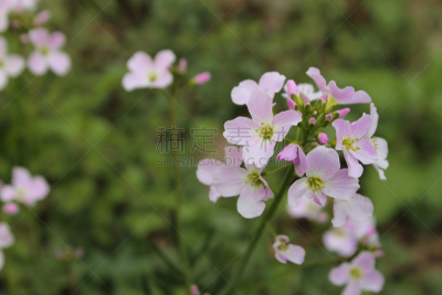 草甸碎米荠,温带的花,春天,水平画幅,绿色,无人,2015年,粉色,摄影,花