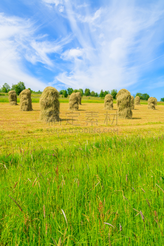 Hay bales on green field in summer landscape, Gliczarow Gorny, Tatra Mountains, Poland