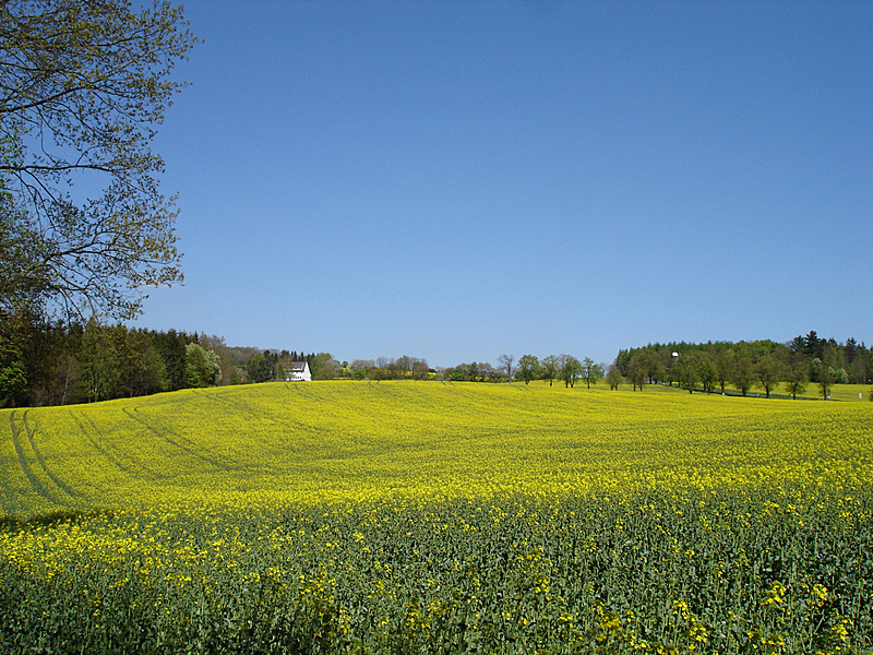 春天,田地,油菜花,天空,水平画幅,小丘,无人,户外,农作物,黄色