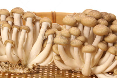 褐色,山毛榉树,白色背景,食用菌,姬菇,孢子,臀部,水平画幅,素食,无人