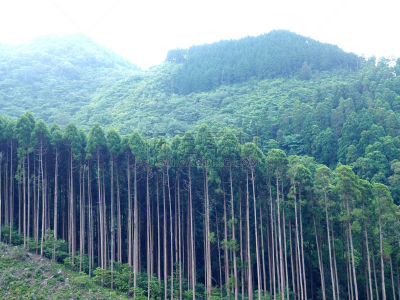 柏树,留白,水平画幅,无人,户外,针叶树,工业,山,枝,叶子