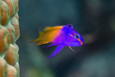 basslet,珊瑚,几乎,侧面视角,星星,水,水平画幅,无人,动物学,科学