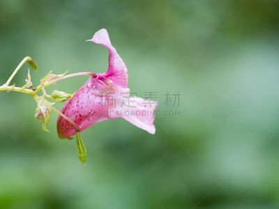 凤仙花属植物,粉色,花朵,清新,帽架,香根,色彩鲜艳,春天,警官,植物