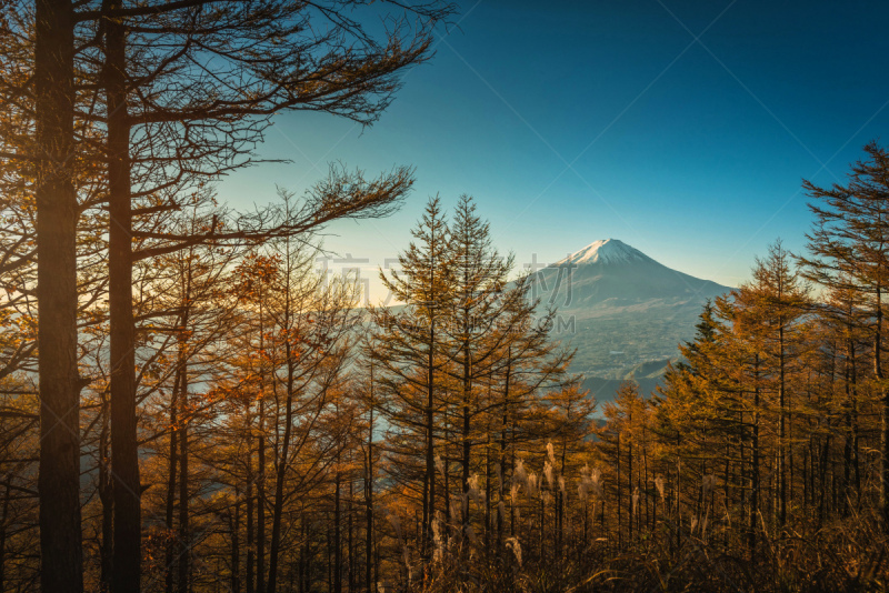 富士山,富士河口湖,日本,秋天,黎明,松树,著名景点,湖,背景,枫树