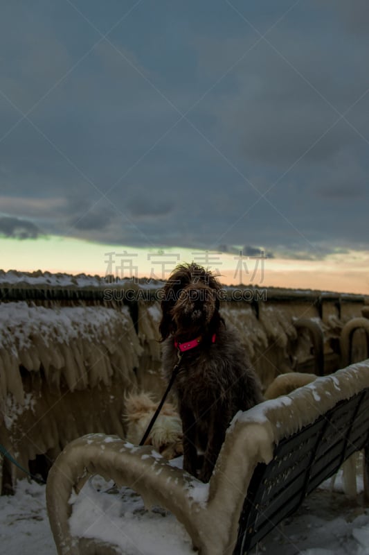 狗,进行中,雪,垂直画幅,天空,韦斯特伯里,伊利湖,美国,无人,纽约州