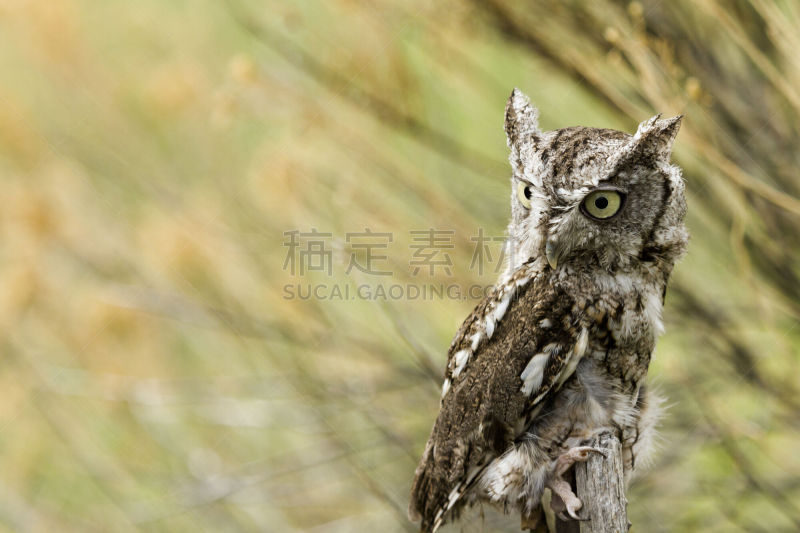 西美角鸮,自然,褐色,野生动物,水平画幅,小的,猫头鹰,鸟类,动物身体部位,动物头