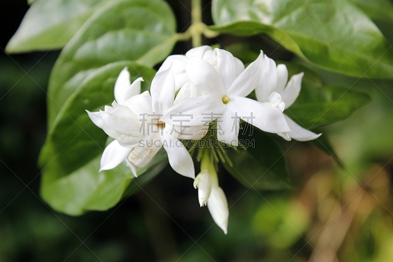 星形 茉莉 留白 清新 环境 自然美 春天 植物 巴西 户外图片素材下载 稿定素材