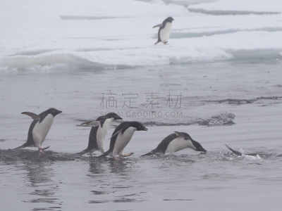 阿黛利企鹅,船,福克兰群岛,野生动物,客船,雪,客轮,动物,鸟类,小鸟