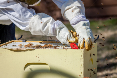 画框,身体活动,迈迪逊,昆虫群,beekeeper,2014年,威斯康星,蜂蜡,农业,气候