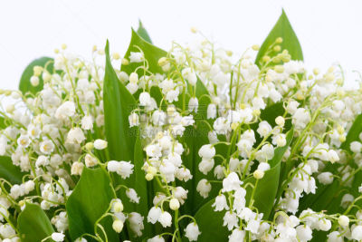 铃兰,白色背景,分离着色,山楂,五月花号船,百合花,五月,臭,美,芳香的