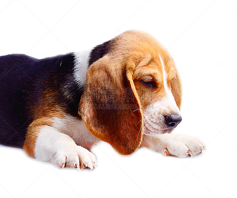 白色背景 狗 比格犬 分离着色 可爱的 宠物 纯种犬 动物主题 背景分离 图像图片素材下载 稿定素材