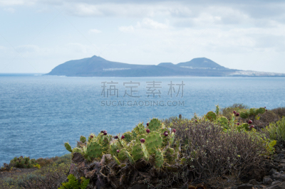 加那利群岛,仙人掌,水果,西班牙,股票,梨果仙人掌,拉斯帕尔马斯,仙人掌果,水平画幅,摄影