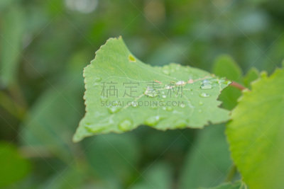 湿,叶子,水,大海滩省立公园,水平画幅,马尼托巴湖,无人,早晨,纯净,夏天