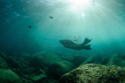 海狮,水,动物嘴,沙子,水下,动物身体部位,野外动物,水栖哺乳动物,哺乳纲,白色